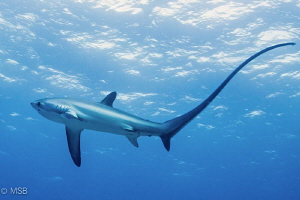 Thresher shark in Malapascua. by Mehmet Salih Bilal 